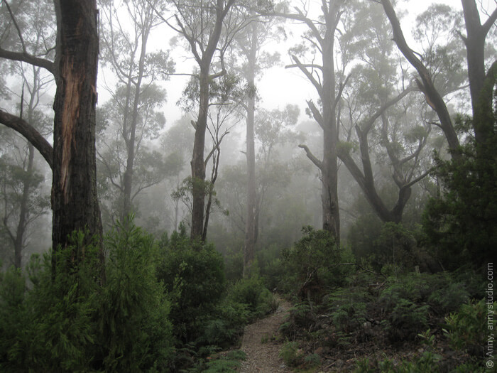 Fog in the forest, on the way to Alum Cliffs Gorge.