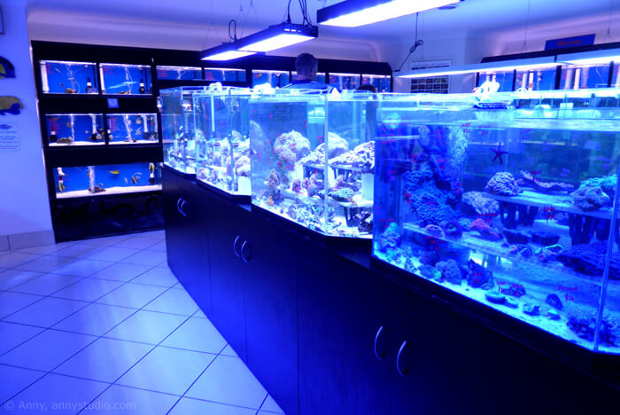 Aquarium shop.